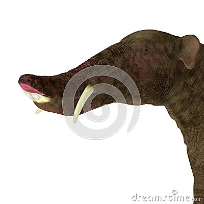 Platybelodon Head Stock Photo