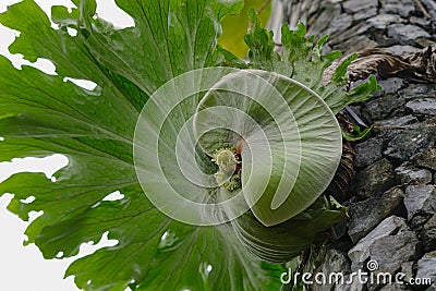 Platycerium coronarium,Large ferns growing on the trunks trees or stones Stock Photo