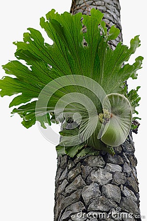 Platycerium coronarium,Large ferns growing on the trunks trees or stones Stock Photo