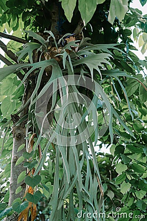 Platycerium willinckii (wil-lin-key-eye) sometimes called Java Staghorn. Stock Photo