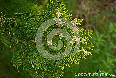 Platycladus orientalis 'Elegantissima' female flowers. Stock Photo