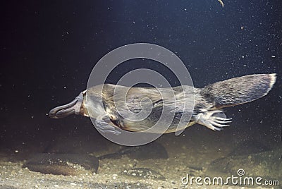 Platypus Stock Photo