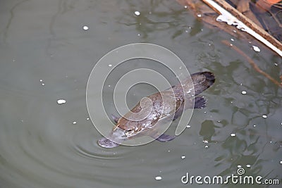 a platypus in a creek on the Eungella National Park, Queensland, Australia Stock Photo