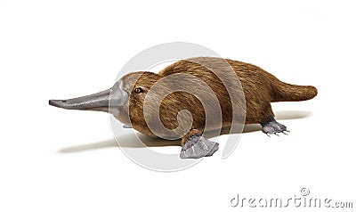 Platypus duck-billed animal. Stock Photo