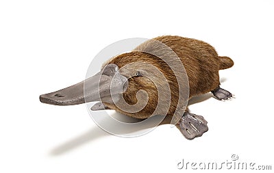 Platypus duck-billed animal. Stock Photo