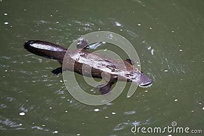 Platypus Stock Photo