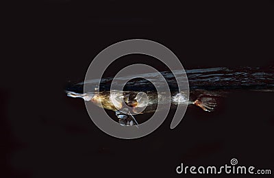 PLATYPUS ornithorhynchus anatinus, ADULT SWIMMING IN RIVER BY NIGHT, AUSTRALIA Stock Photo