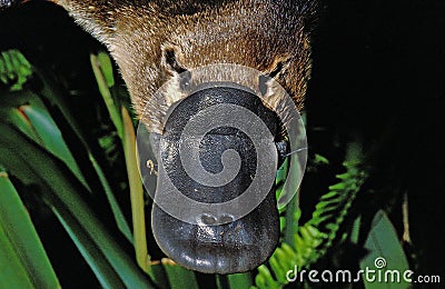 Platypus, ornithorhynchus anatinus, Close up of Beak, Australia Stock Photo