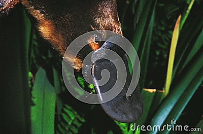 PLATYPUS ornithorhynchus anatinus, CLOSE-UP OF BEAK, AUSTRALIA Stock Photo