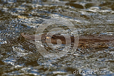 Platypus - Ornithorhynchus anatinus, duck-billed platypus, semiaquatic egg-laying mammal endemic to eastern Australia, including Stock Photo