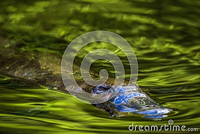 Platypus Ornithorhynchus anatinus sviming in the river. Stock Photo