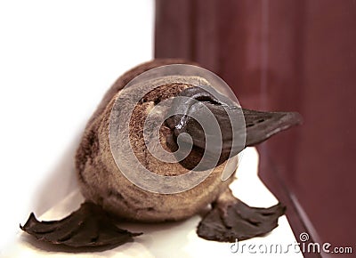 Platypus portrait Stock Photo