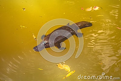 Platypus in a river from aboth Stock Photo