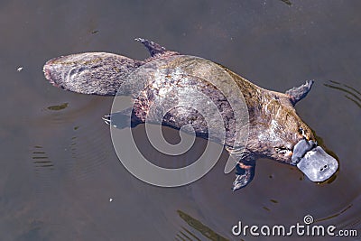 Platypus sviming in the river, Burnie in Tasmania, Australia Stock Photo