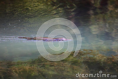 Platypus swimming in its lake in Australia Stock Photo