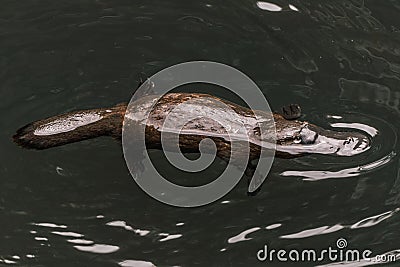 Platypus swimming in a calm body of water Stock Photo