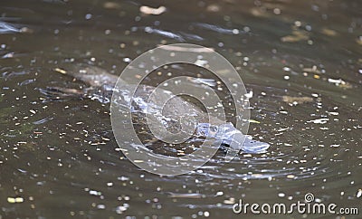 Platypus swimming in a creek Stock Photo