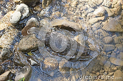 Platypus swimming in a creek Stock Photo