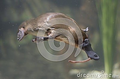 Platypus Stock Photo