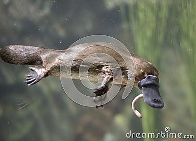 Platypus Stock Photo