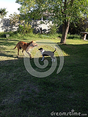 Play time with friends Stock Photo