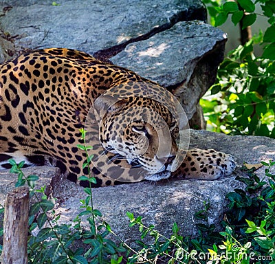 Jaguar Taking Shade From Hot Tropical Sun in Mexico Stock Photo