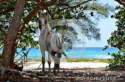 Playa Larga, Cuba Stock Photo