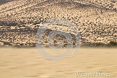 Playas de Sotavento, Fuerteventura Stock Photo