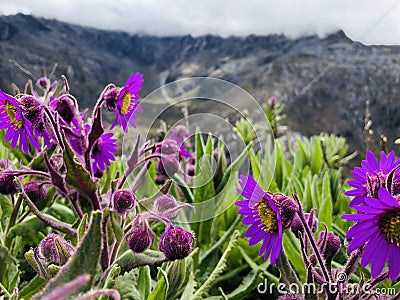 Purple flowers Stock Photo