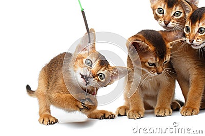 Playful Abyssinian four Kitten on Isolated White Background Stock Photo