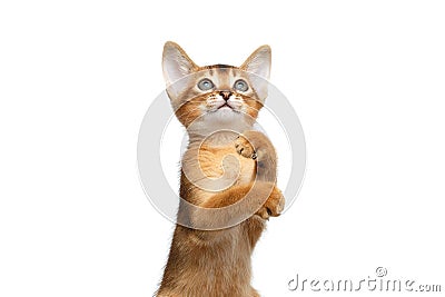 Playful Abyssinian Kitty Curious Standing on Isolated White Background Stock Photo