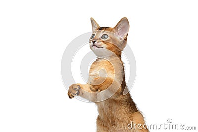 Playful Abyssinian Kitty Curious Standing on Isolated White Background Stock Photo