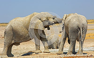 Playful African elephants in the wilderness Stock Photo