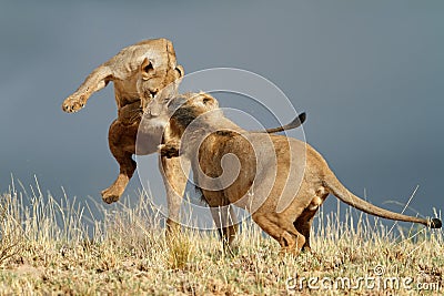Playful African lions Stock Photo
