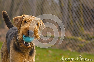 Playful airedale terrier dog with ball in mouth Stock Photo