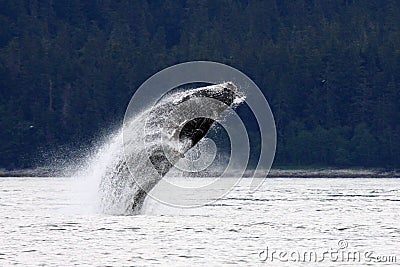 Playful Alaskan Humpback Whale Stock Photo