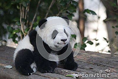 Playful Baby Panda in China Stock Photo