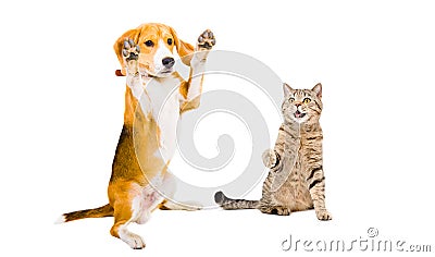 Playful Beagle and cat Scottish Straight Stock Photo