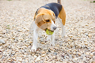 Playful beagle catching a ball Stock Photo