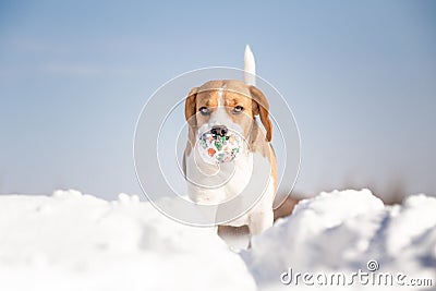 Playful beagle dog Stock Photo