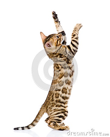 Playful Bengal cat. isolated on white background Stock Photo