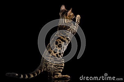 Bengal Kitten on Black Background Stock Photo