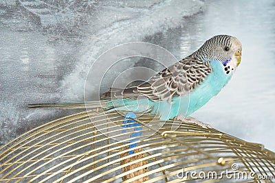 Playful blue-plated budgie chick sits on a cage. Stock Photo