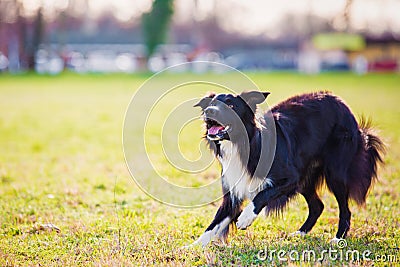 Playful border collie shepherd dog funny face expression playing outdoors in the city park. Adorable attentive puppy ready to Stock Photo