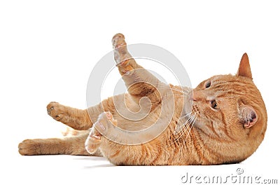 Playful Cat Stock Photo