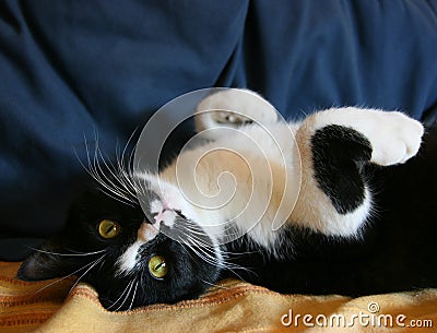 Playful cat Stock Photo