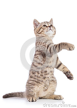 Playful cat kitten standing on its hind legs with paw up, isolated on white background Stock Photo