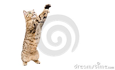 Playful cat Scottish Stright with paws raised up Stock Photo