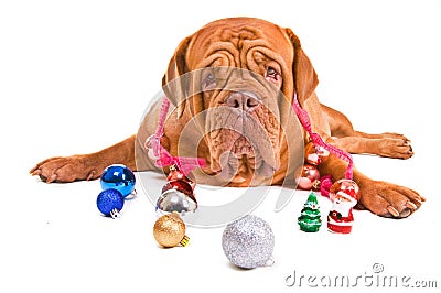 Playful Christmas Stock Photo