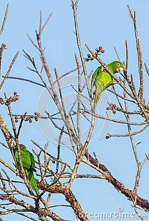 A playful Cuban Parakeet feeding on wild fruits Stock Photo